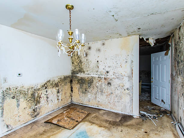 Are You Struggling with Water Damage in Your Home? Learn How to Fix it ASAP
